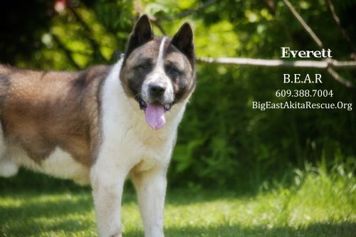 Available - Big East Akita Rescue