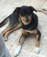 Tina-Baladi/Egyptian Dog