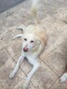 Bianco-Baladi/Egyptian Dog