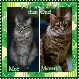 . MAVERICK & MOE .