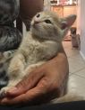 . Kittens .