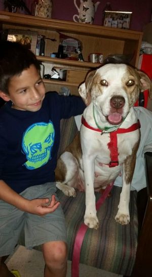 Adult female boxers dogs