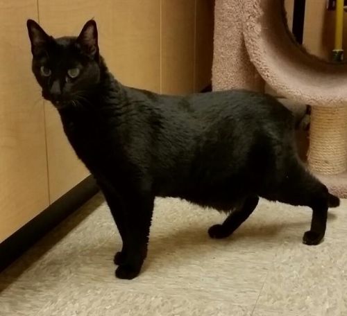 . Binx - Brigettes .