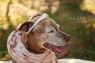 . Sadie -- Looking for Happily Ever After .