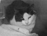 Belle - A029217