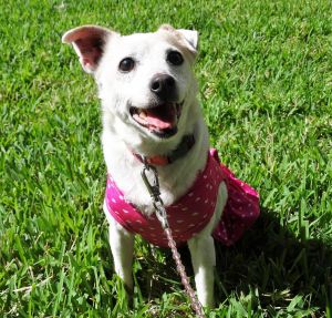 . Betty White (the dog) .