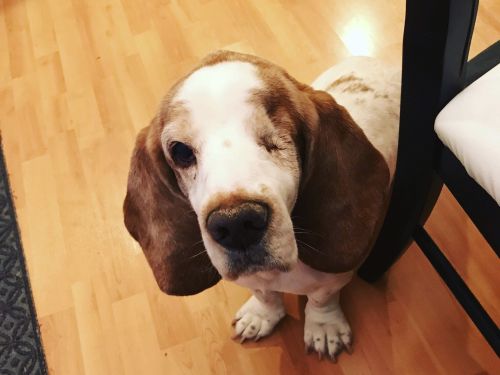 . Archie .