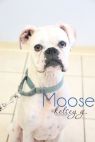 Moose