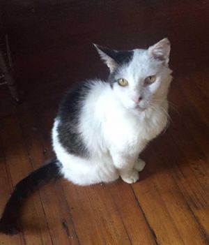 . Elvis - Sweet Senior .