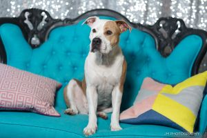 . Miguel -- I'm Dog Friendly with a Sponsored Adoption Fee! .