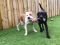 . Miguel -- I'm Dog Friendly with a Sponsored Adoption Fee! .