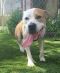 . Miguel -- I'm Dog Friendly with a Sponsored Adoption Fee! .