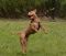 . Nutmeg .
