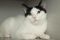 . Morgana .