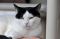 . Morgana .