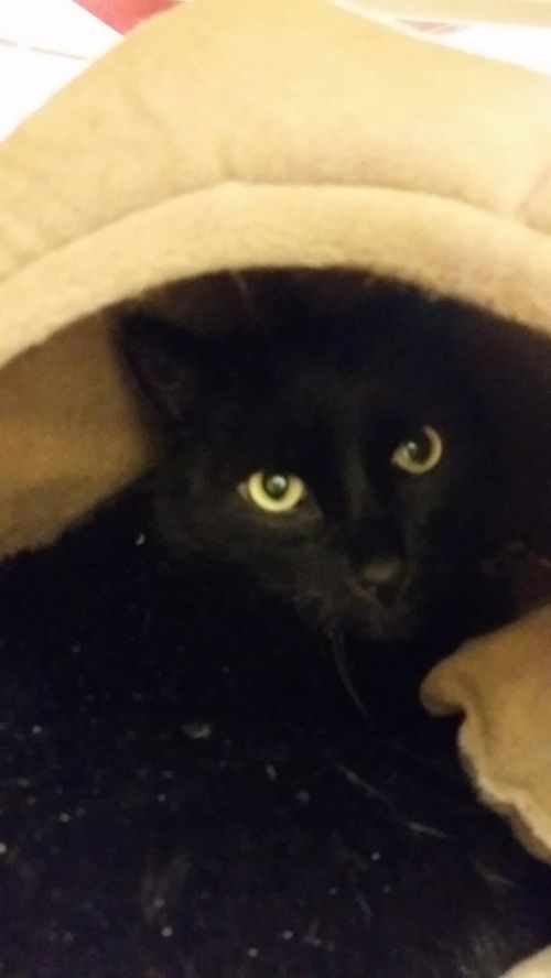 . MIDNIGHT - senior - KathyI .