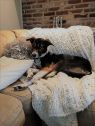Tika- Indian Pariah Dog