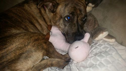 . Nala .
