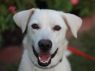 Marsi - FREE TO ADOPT!