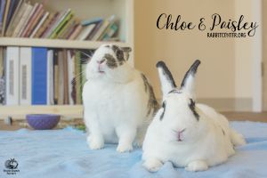 . Chloe and Paisley .