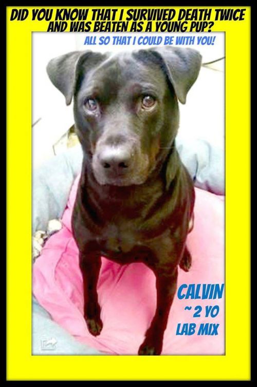 Photo of Calvin