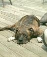 . Roxy .