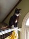 . Chili Tux kitty .