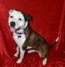 . Bonnie Belle of the Ball .
