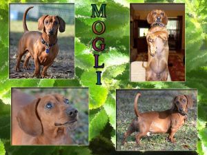 . Mogli (14-4) .