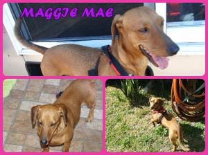 . Maggie Mae (16-14) .