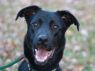 Jess LOVES water - FREE TO ADOPT!