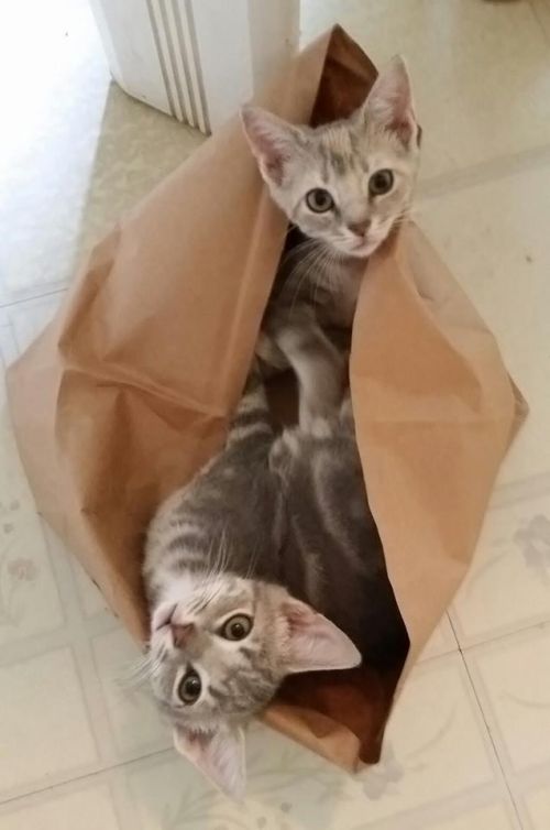 . Bea & brother foster kw .
