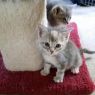 . Bea & brother foster kw .