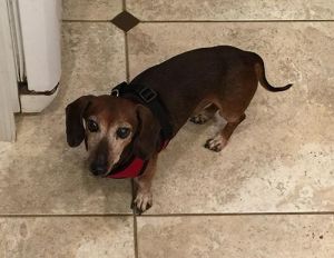 . Buddy (16-19) .