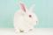 . Lamby .