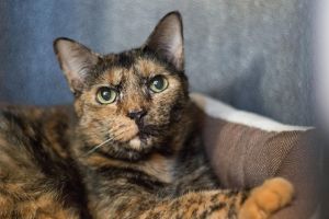 . Lady Longcat .