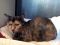 . Lady Longcat .