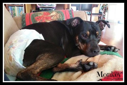 . Monkey (special needs) .