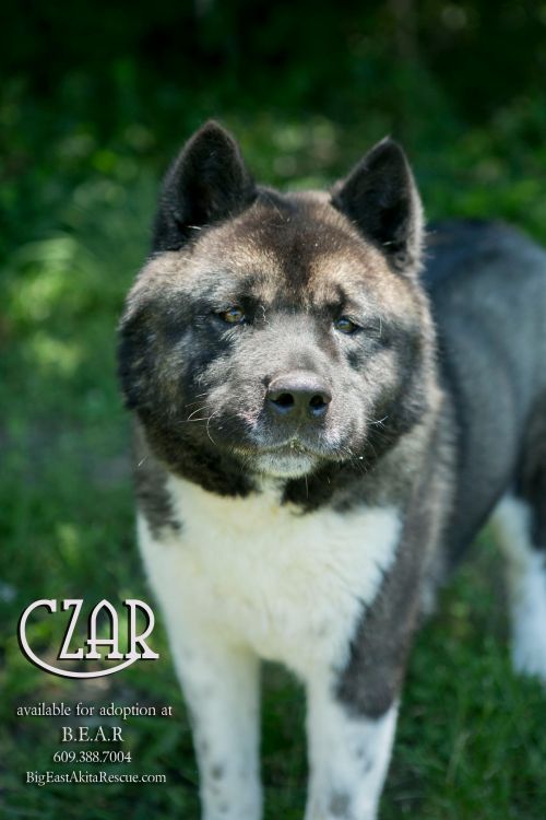 . Czar .