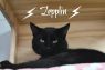 Zepplin