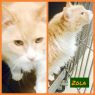 Zola