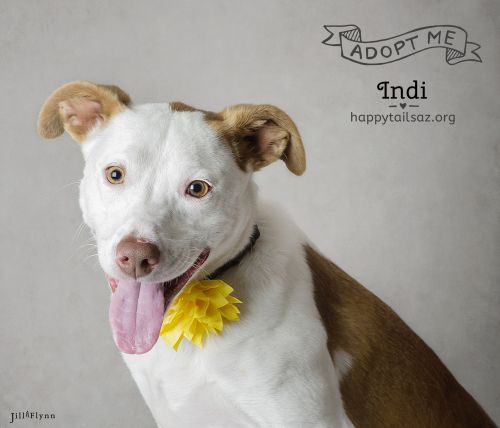 . Indi .