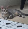 . Gorias Girl - Siamese-ish .