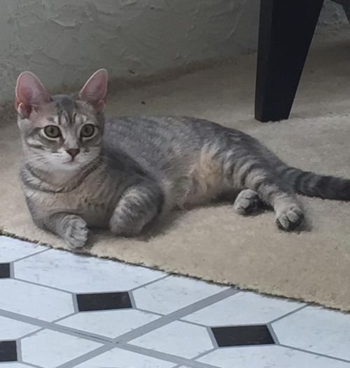 . Glorias Girl - tabby .