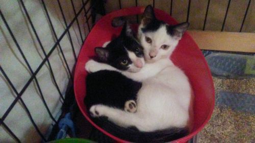 . Oreo and Coco .