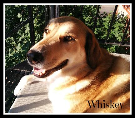 . Whiskey 4 (foster home also needed) .