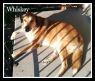. Whiskey 4 (foster home also needed) .