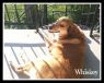 . Whiskey 4 (foster home also needed) .