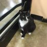 Lucinda A032699