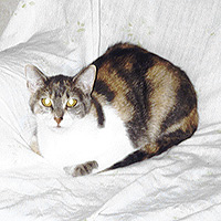 . Kitiko .